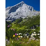 Falkenstein شقة